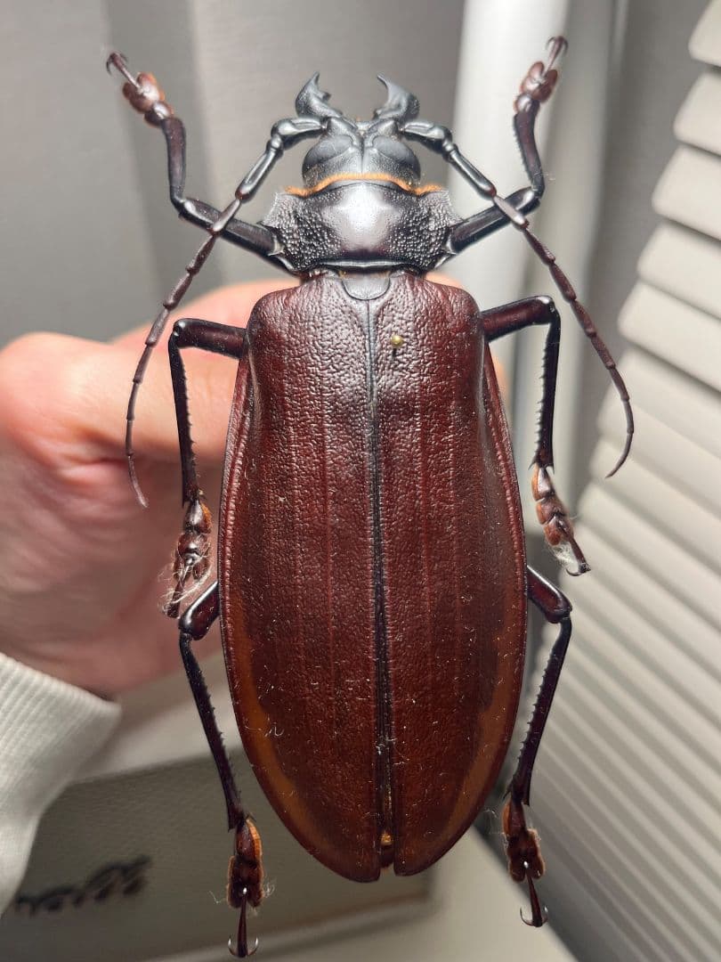 【121mm】タイタンオオウスバカミキリ カブトムシクワガタハナムグリ昆虫標本
