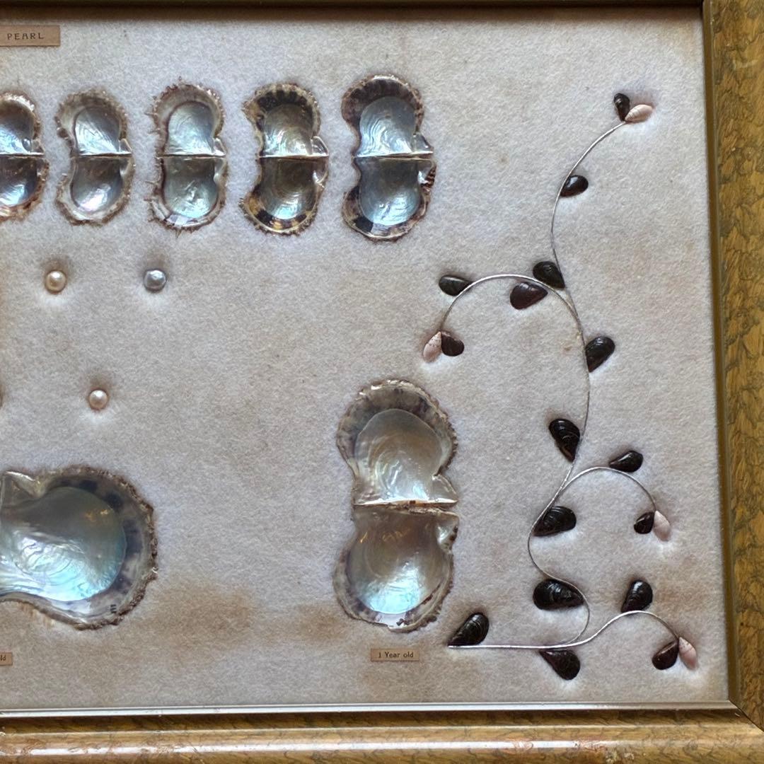 真珠貝　真珠　パール　ツインパール　標本　インテリアアンティーク