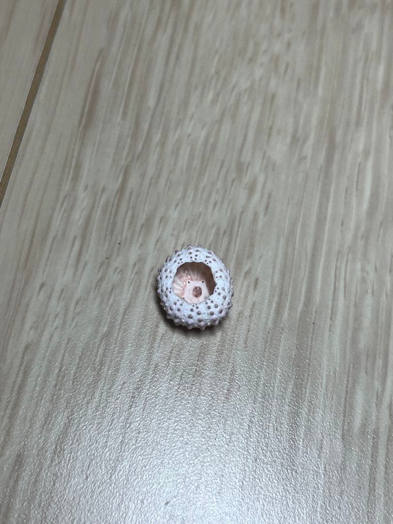 ティーダナガウニモドキ 殻