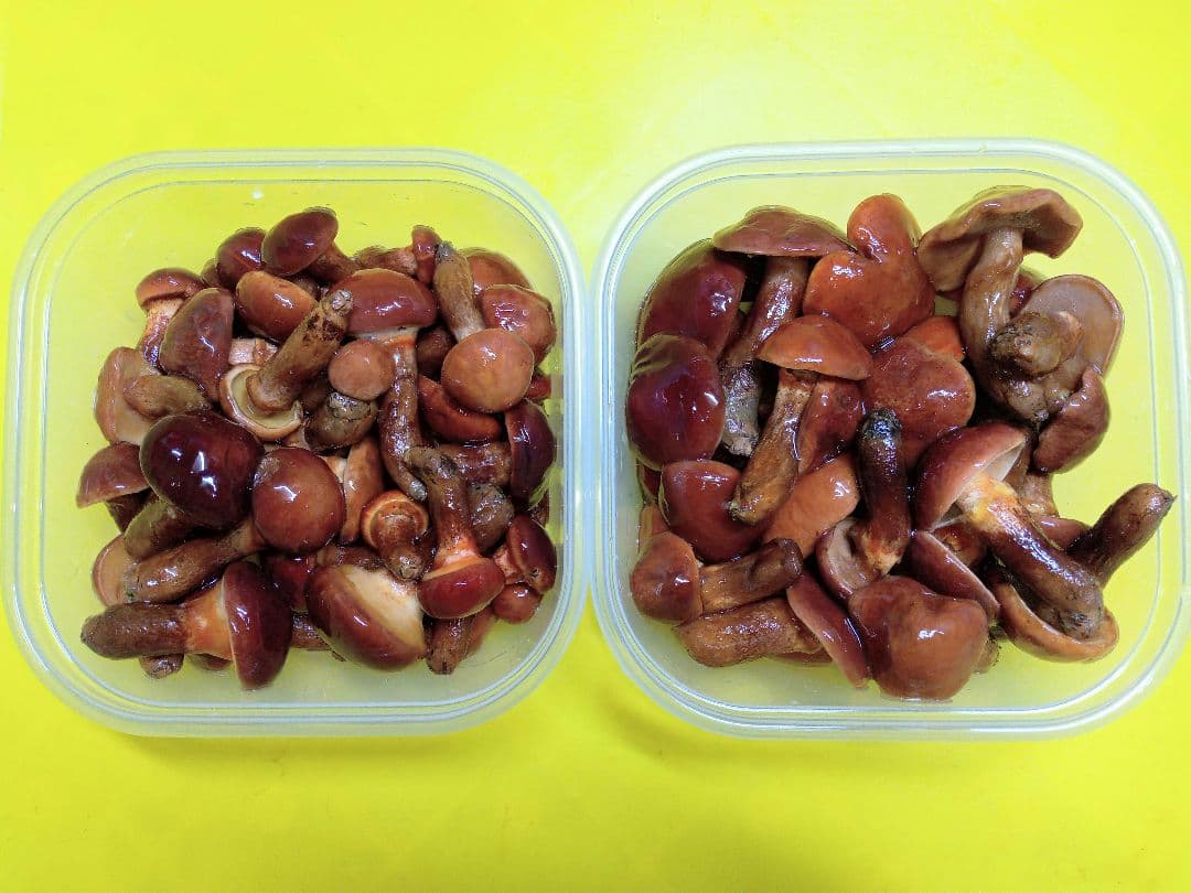 天然きのこ　北海道産天然落葉きのこ　ハナイグチ　冷凍 １７００g はる