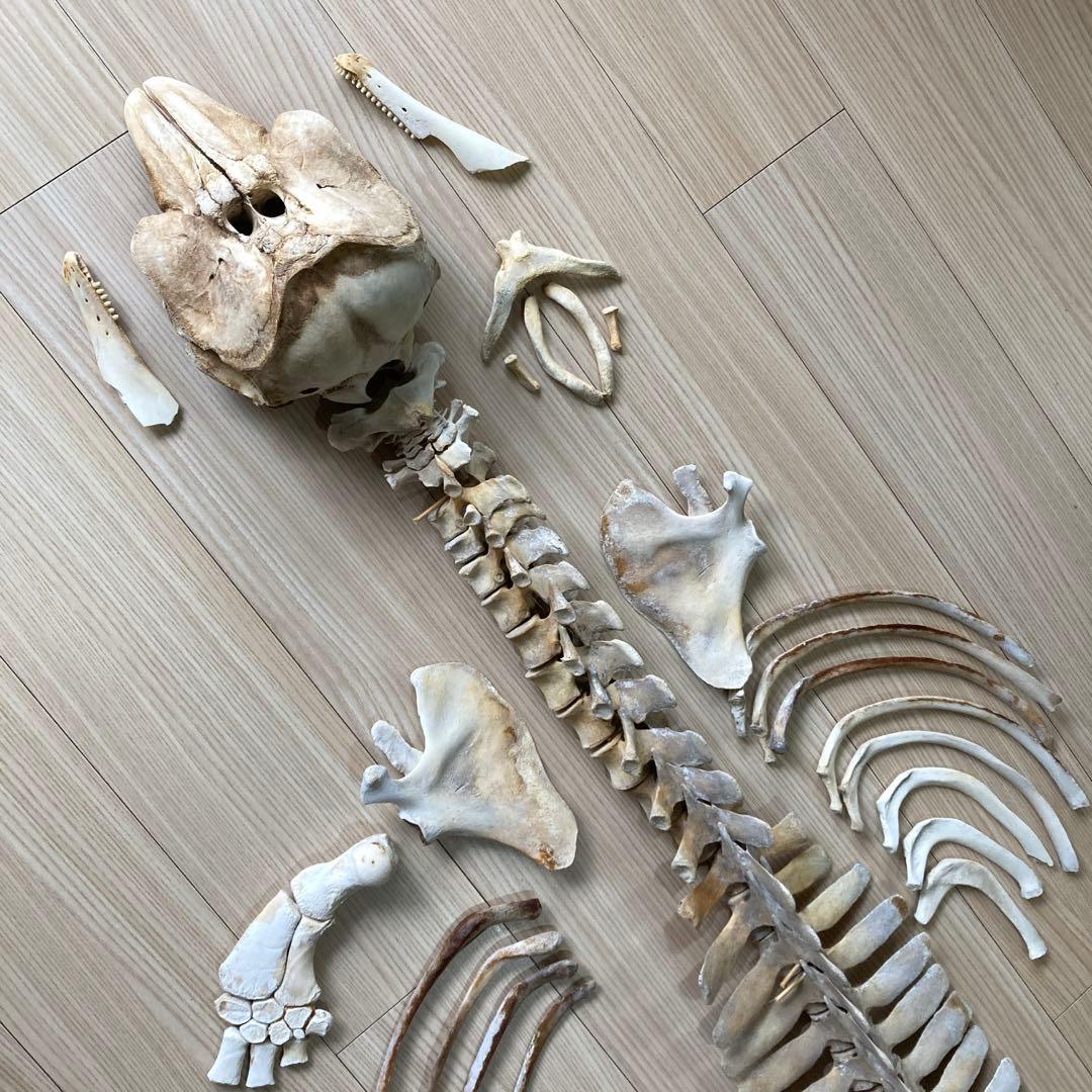 イルカの骨　骨格標本