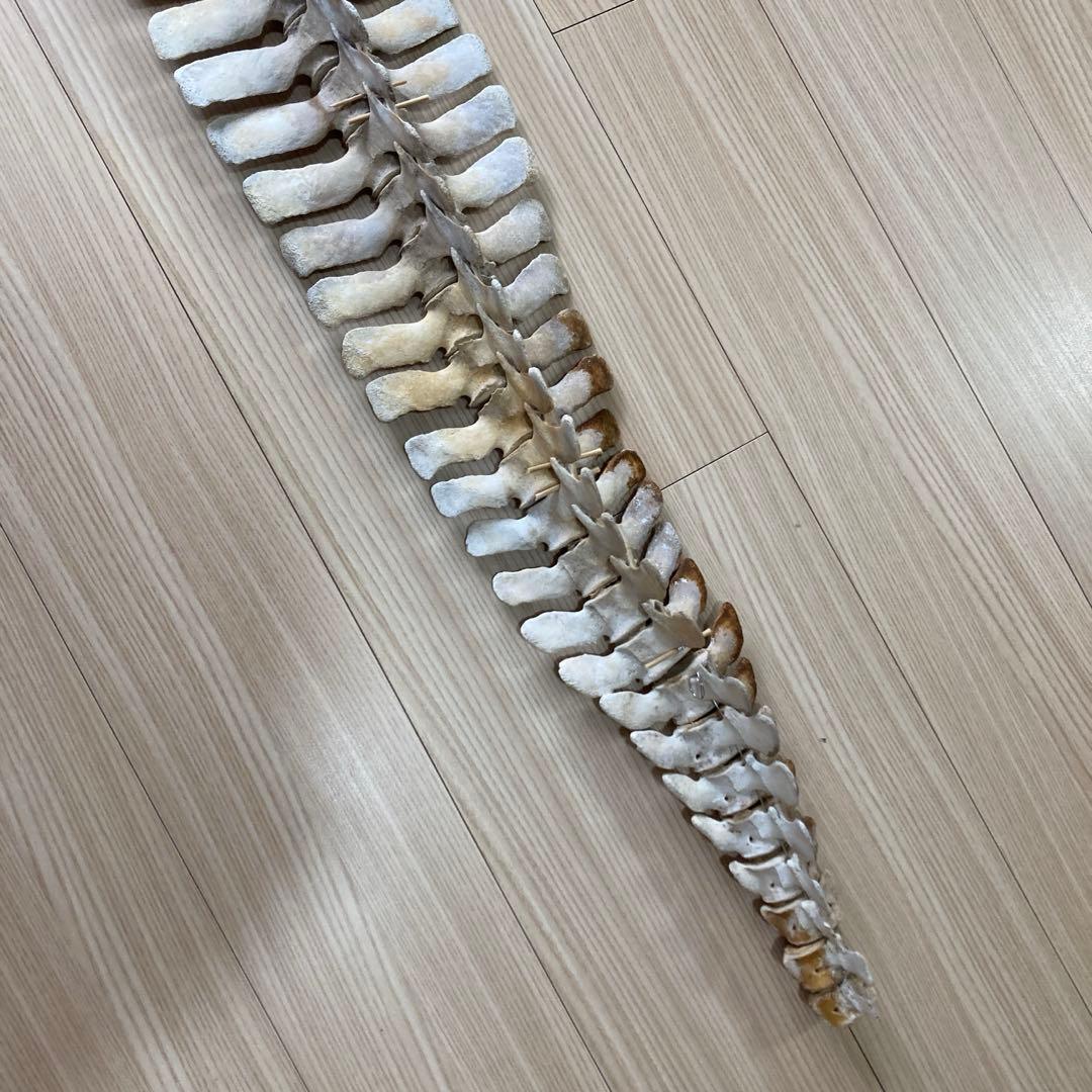 イルカの骨　骨格標本