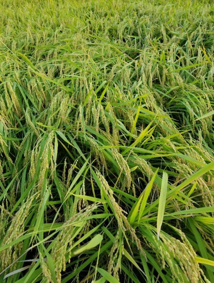 令和7年　兵庫県丹波産 農薬、除草剤不使用　新米コシヒカリ10キロ