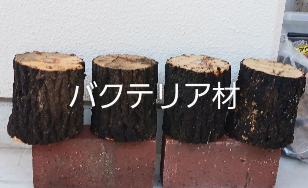 やふおく・BASE等では、大変良く売れています。バクテリア材 難産種にどうぞ。壱