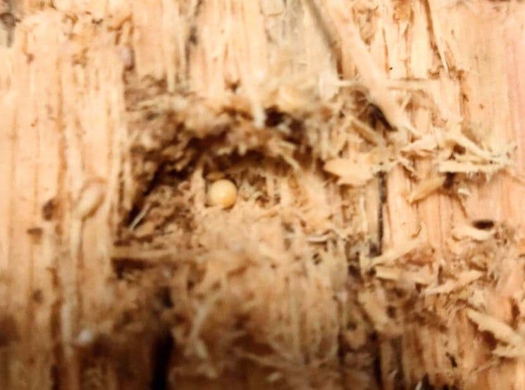 やふおく・BASE等では、大変良く売れています。バクテリア材 難産種にどうぞ。壱