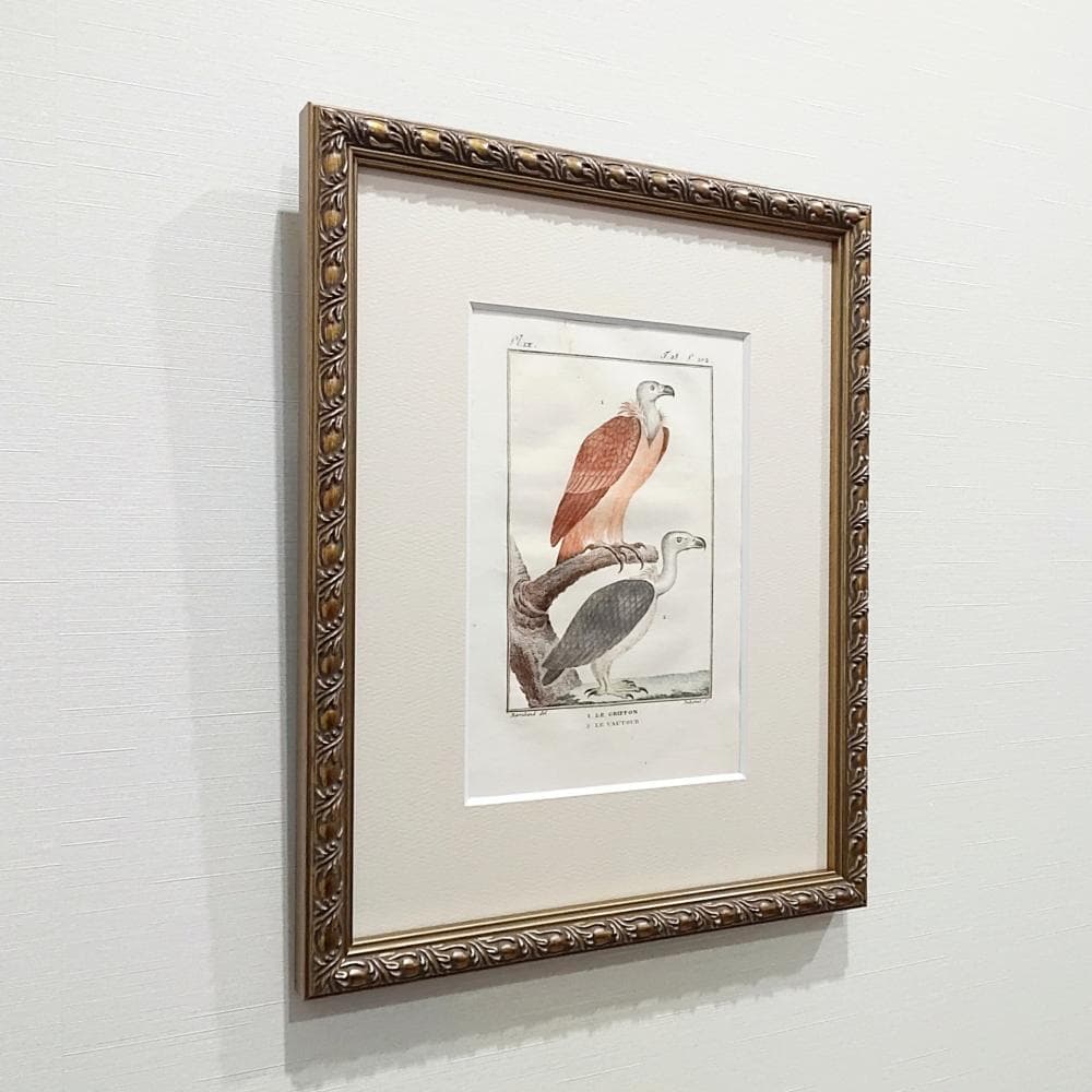 シロエリハゲワシとハゲタカの博物図版　アンティーク　版画　フランス　1700年代