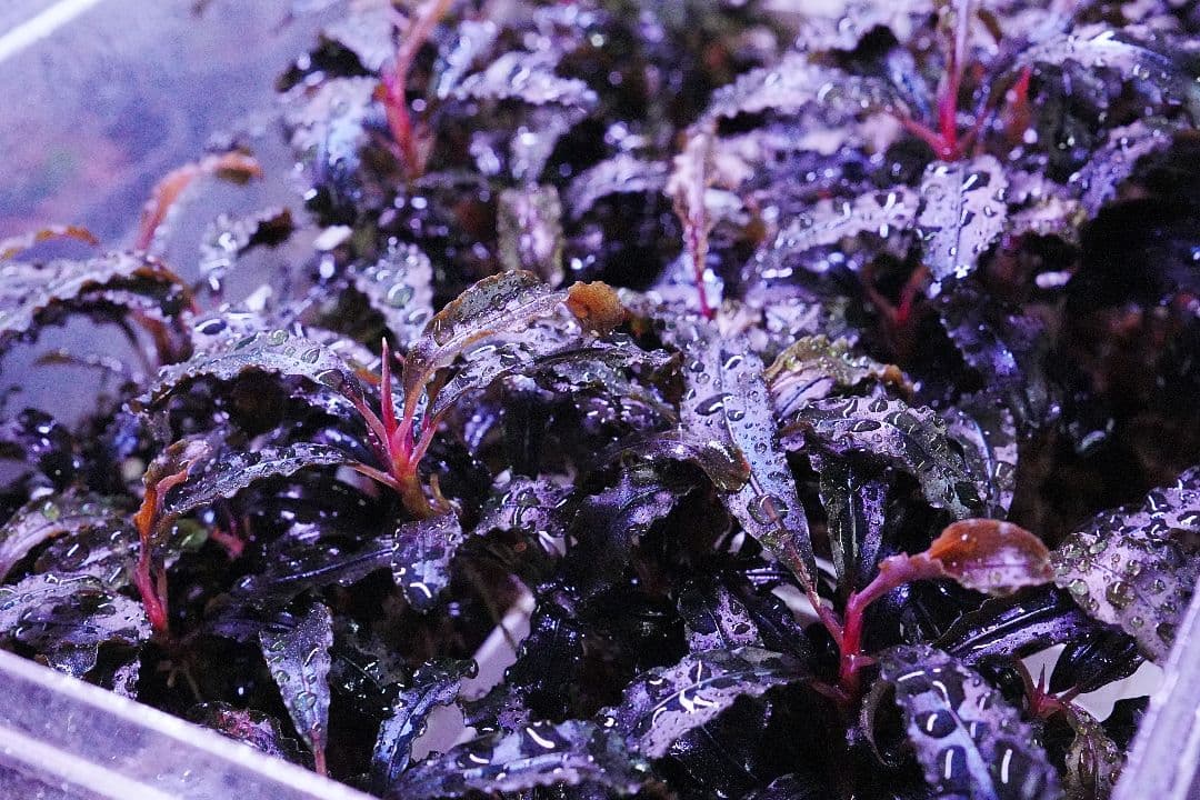 クダガン　20株　ブセファランドラ　水上葉　組織培養　水草セット