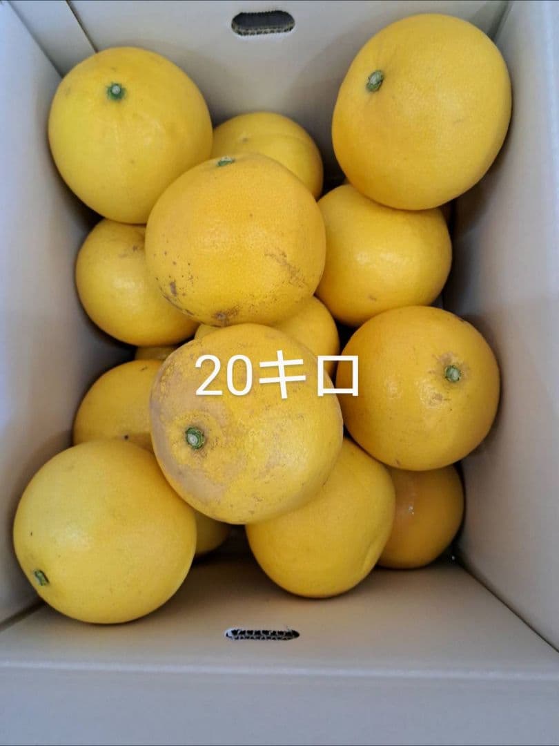 地元果物屋おすすめ高知宿毛産土佐文旦2Lサイズ20キロ家庭用大【メルカリ便送込