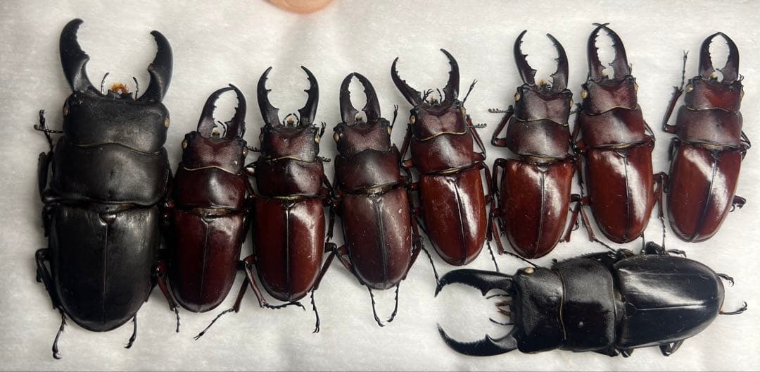 【CH】伊平屋島クワガタセット