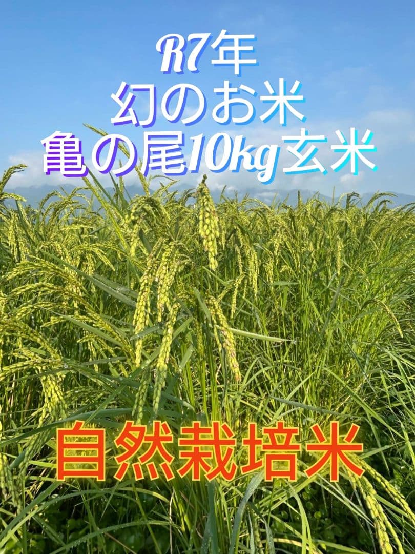 3 令和7年 自然栽培米 亀の尾10kg玄米