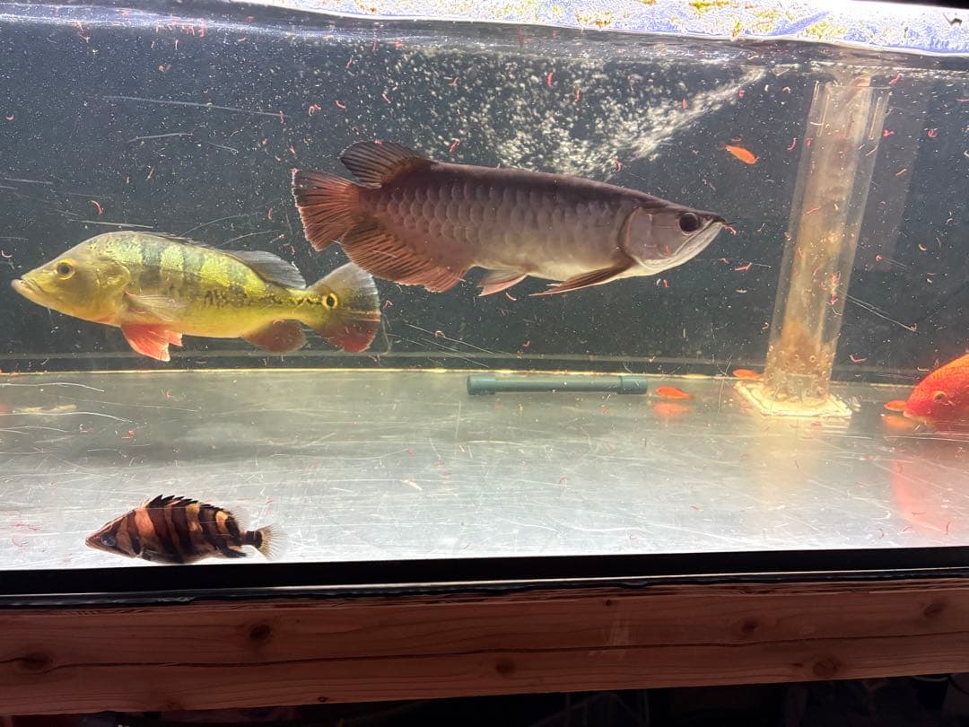 ウエッチアロワナマインライト13000k 150cm用