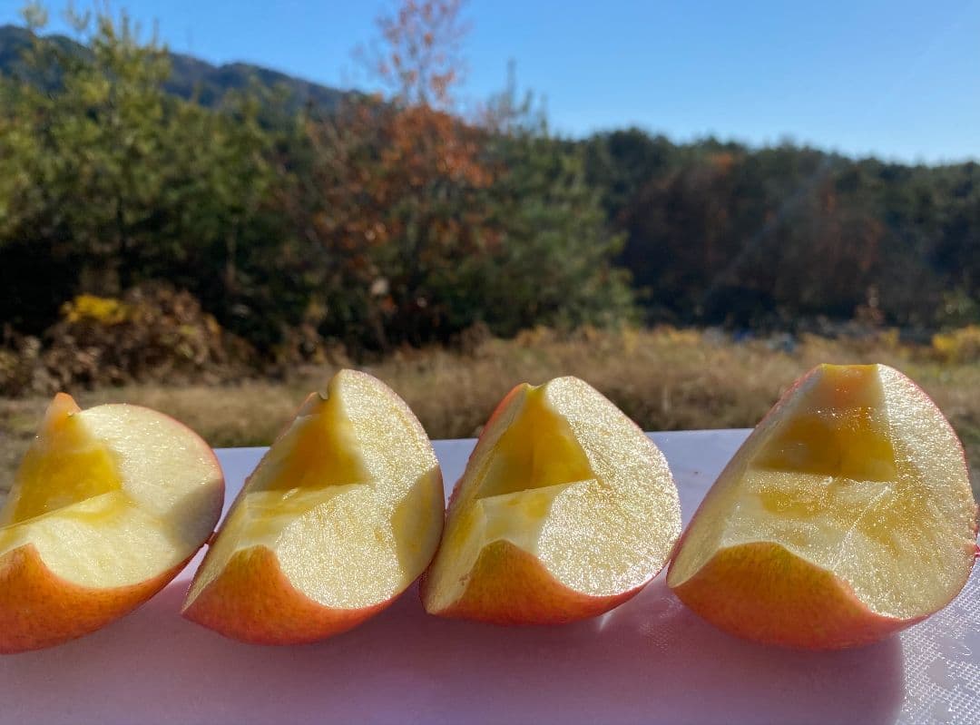 ヒマワリ ☆プロフ必読☆ 長野県産　サンふじ　15キロ箱　家庭用　送料込み