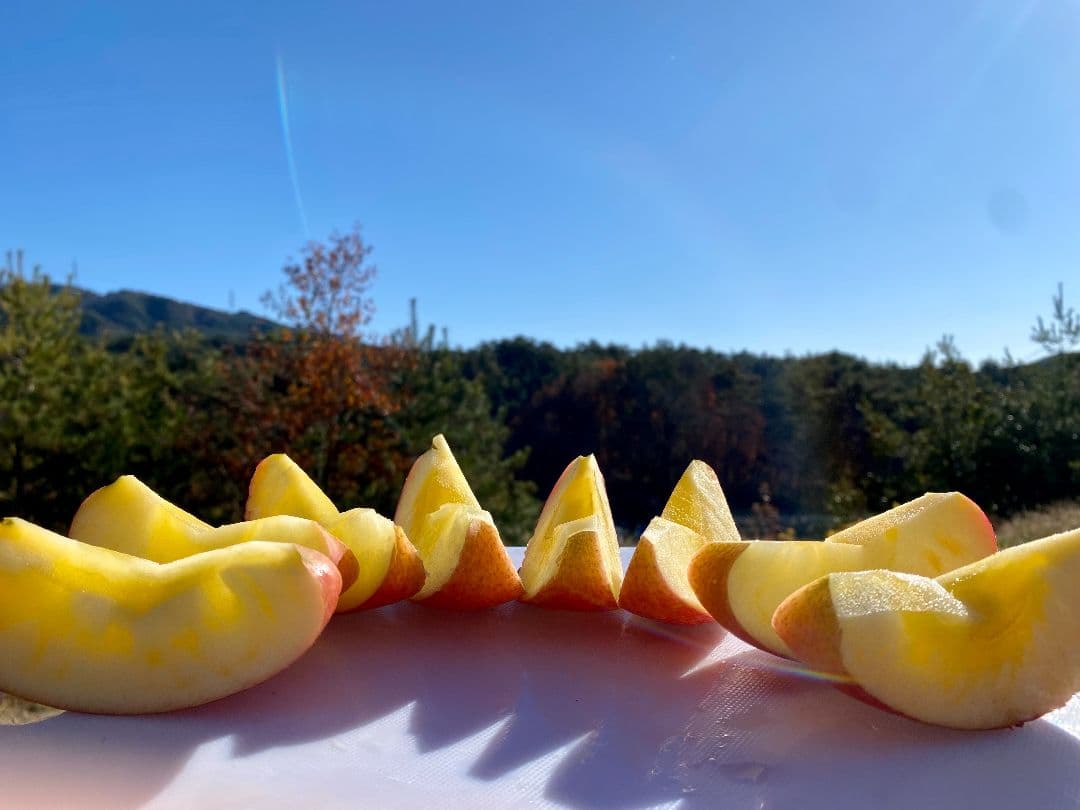 ヒマワリ ☆プロフ必読☆ 長野県産　サンふじ　15キロ箱　家庭用　送料込み