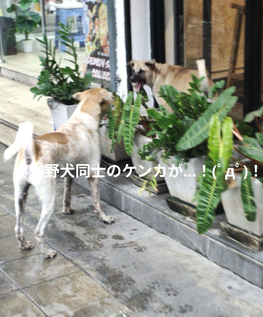 タイのお守りプラクルアン！水の女神プラ・メーコンカー！慈悲と幸運値アップ！！