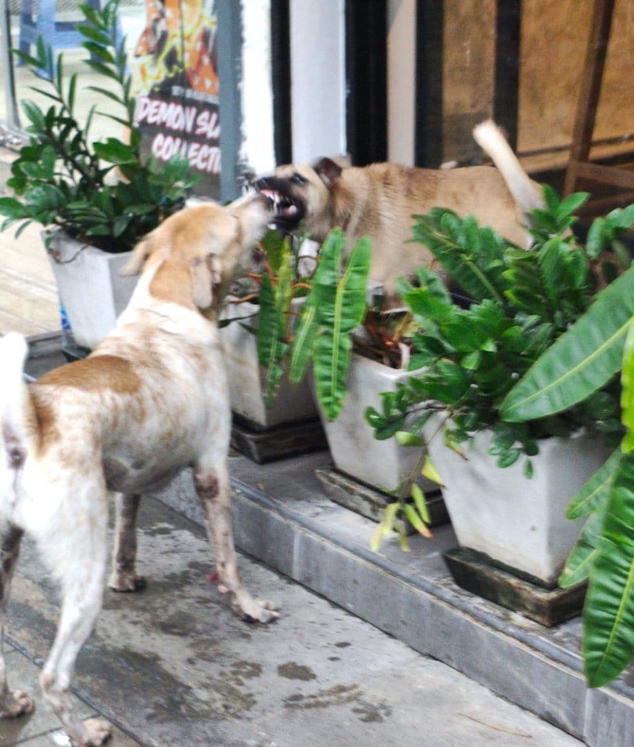 タイのお守りプラクルアン！水の女神プラ・メーコンカー！慈悲と幸運値アップ！！