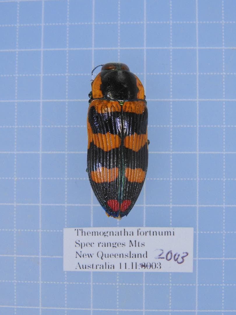 標本 Australia Themognatha fortnumi 29mm