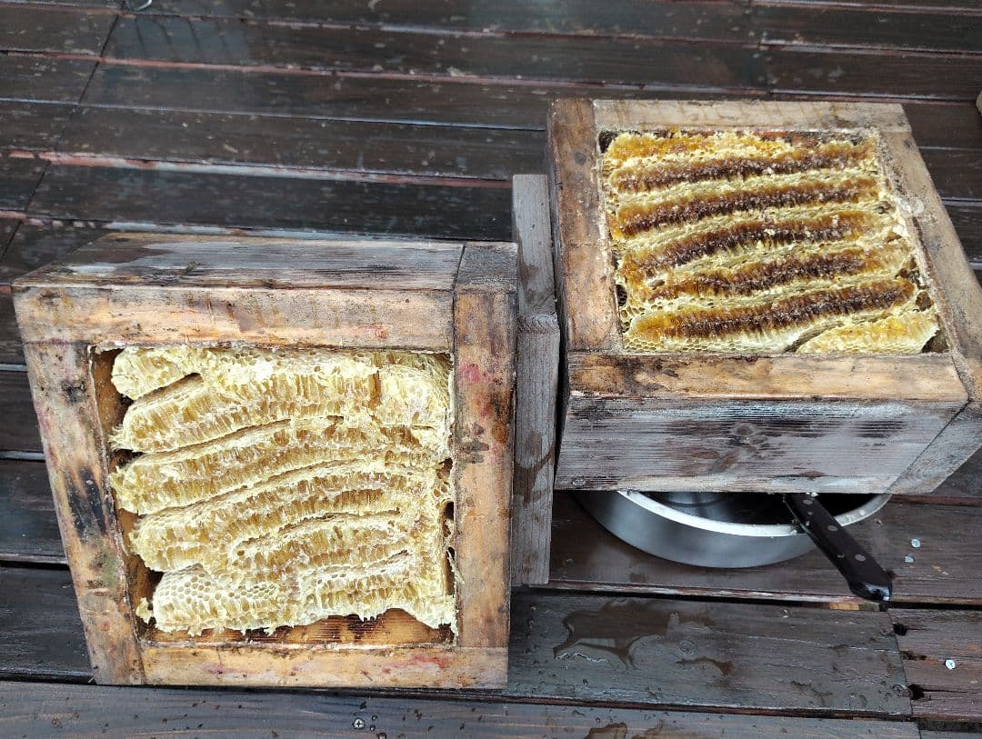 日本ミツバチはちみつ1.1kg×2個