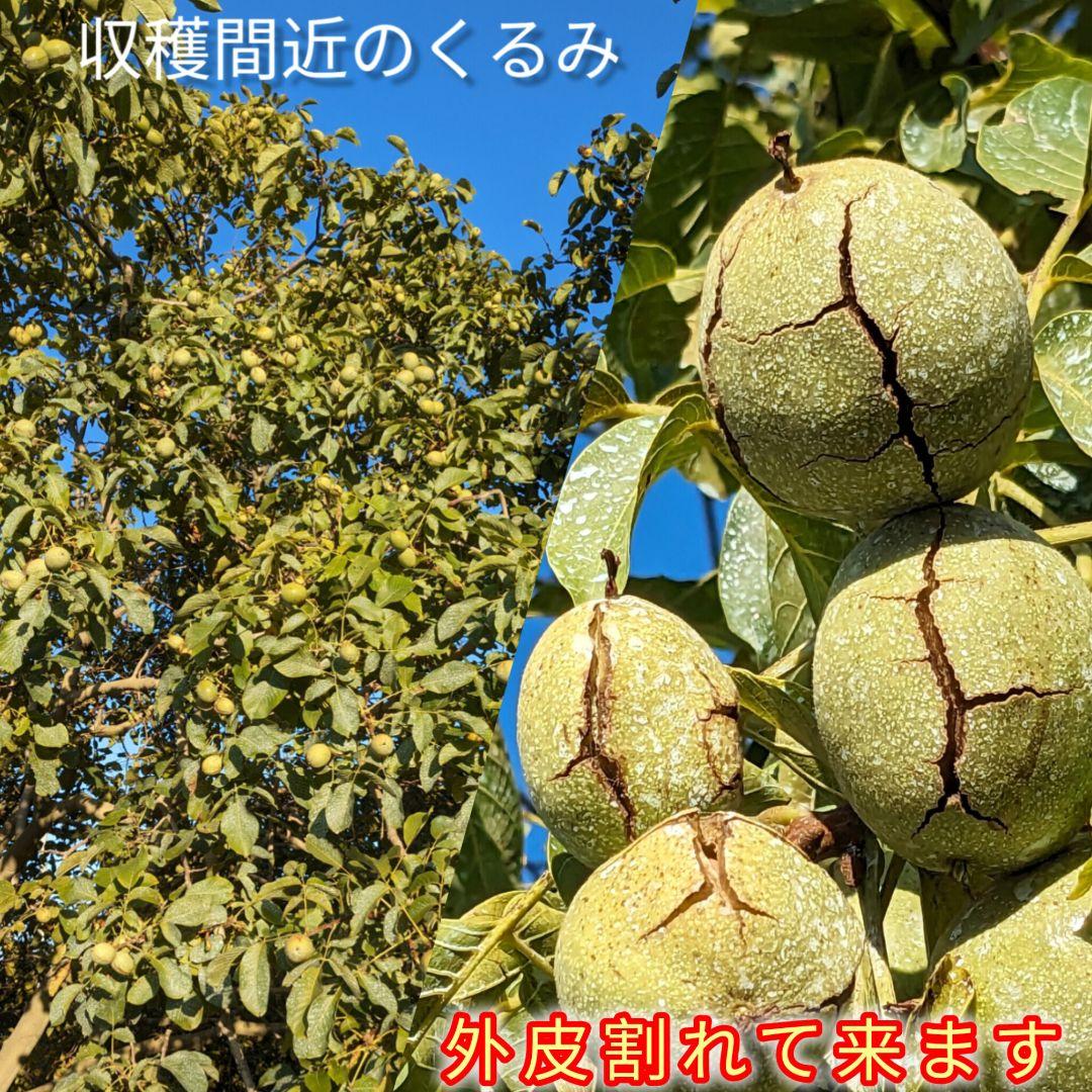【ジャンドゥーヤ商品】 25年産 新物 国産 殻付き信濃くるみ 長野県産