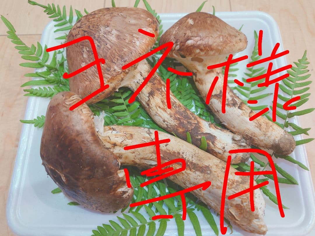 ヨネ　岩手県岩泉産　松茸（天然物）