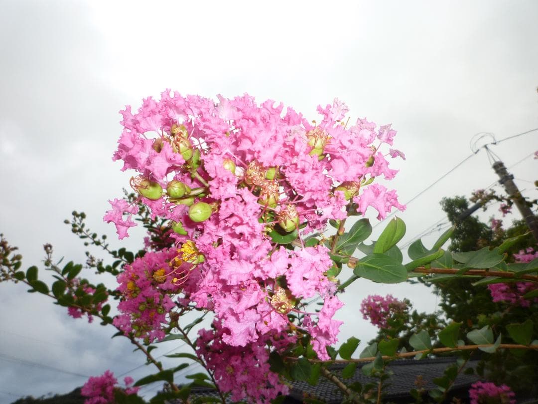 安心の日本みつばち 芳醇 糖度81％ 優良品 非加熱 秋はちみつ1,100ｇ
