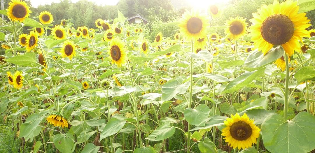 安心の日本みつばち 芳醇 糖度81％ 優良品 非加熱 秋はちみつ1,100ｇ
