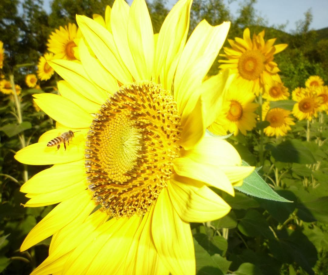 安心の日本みつばち 芳醇 糖度81％ 優良品 非加熱 秋はちみつ1,100ｇ