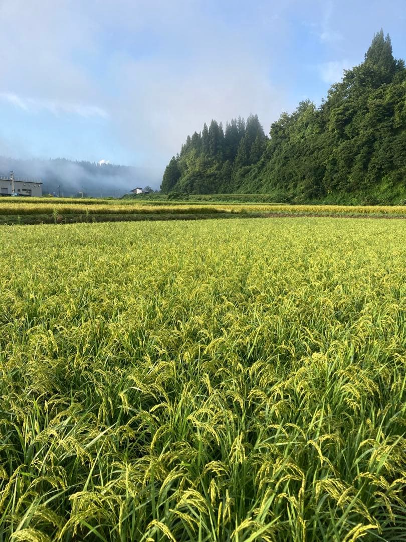 令和7年産魚沼産コシヒカリ　精米10kg