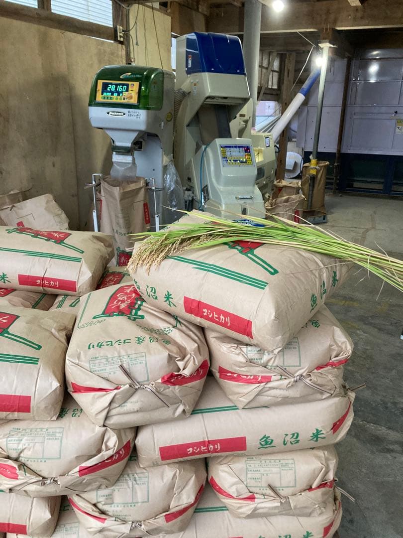 令和7年産魚沼産コシヒカリ　精米10kg