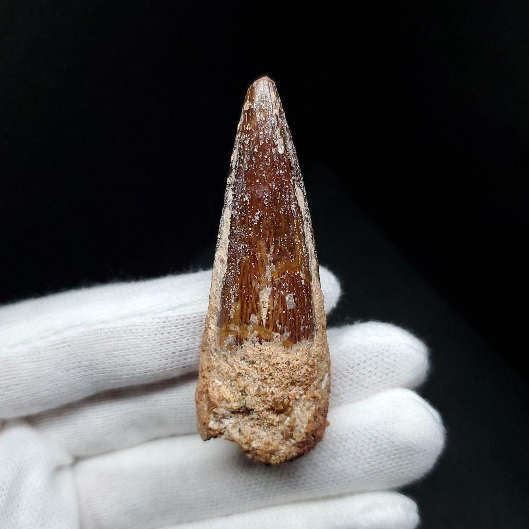 美品 スピノサウルス 本物 モロッコ産 55mm sp443