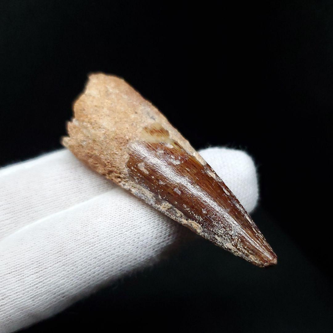 美品 スピノサウルス 本物 モロッコ産 55mm sp443