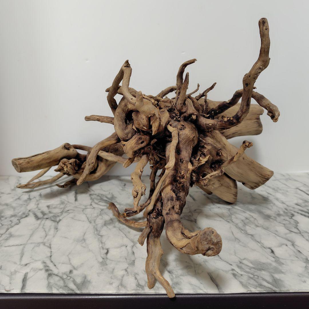 アク抜き済み流木【860】セール