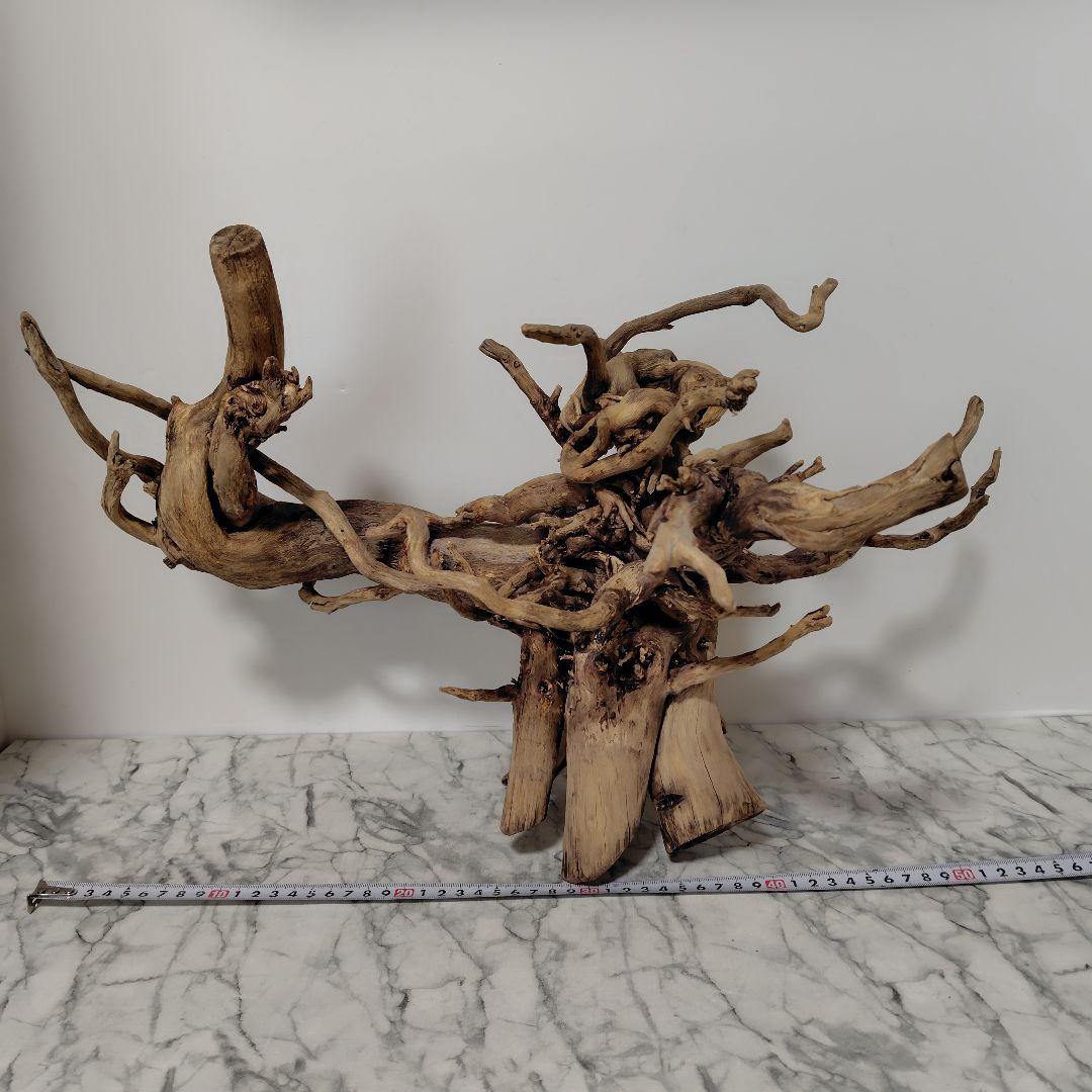 アク抜き済み流木【860】セール