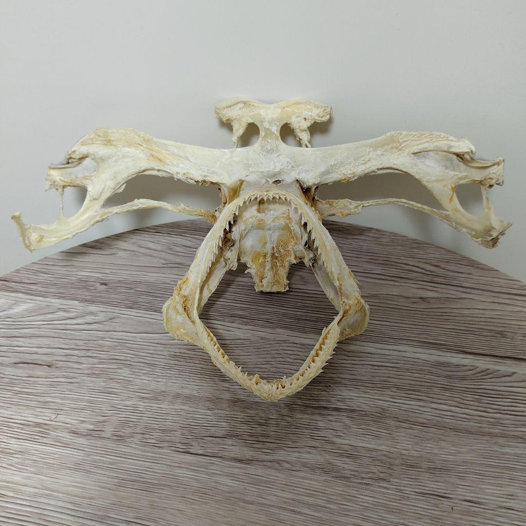 シュモクザメ　アゴ　標本