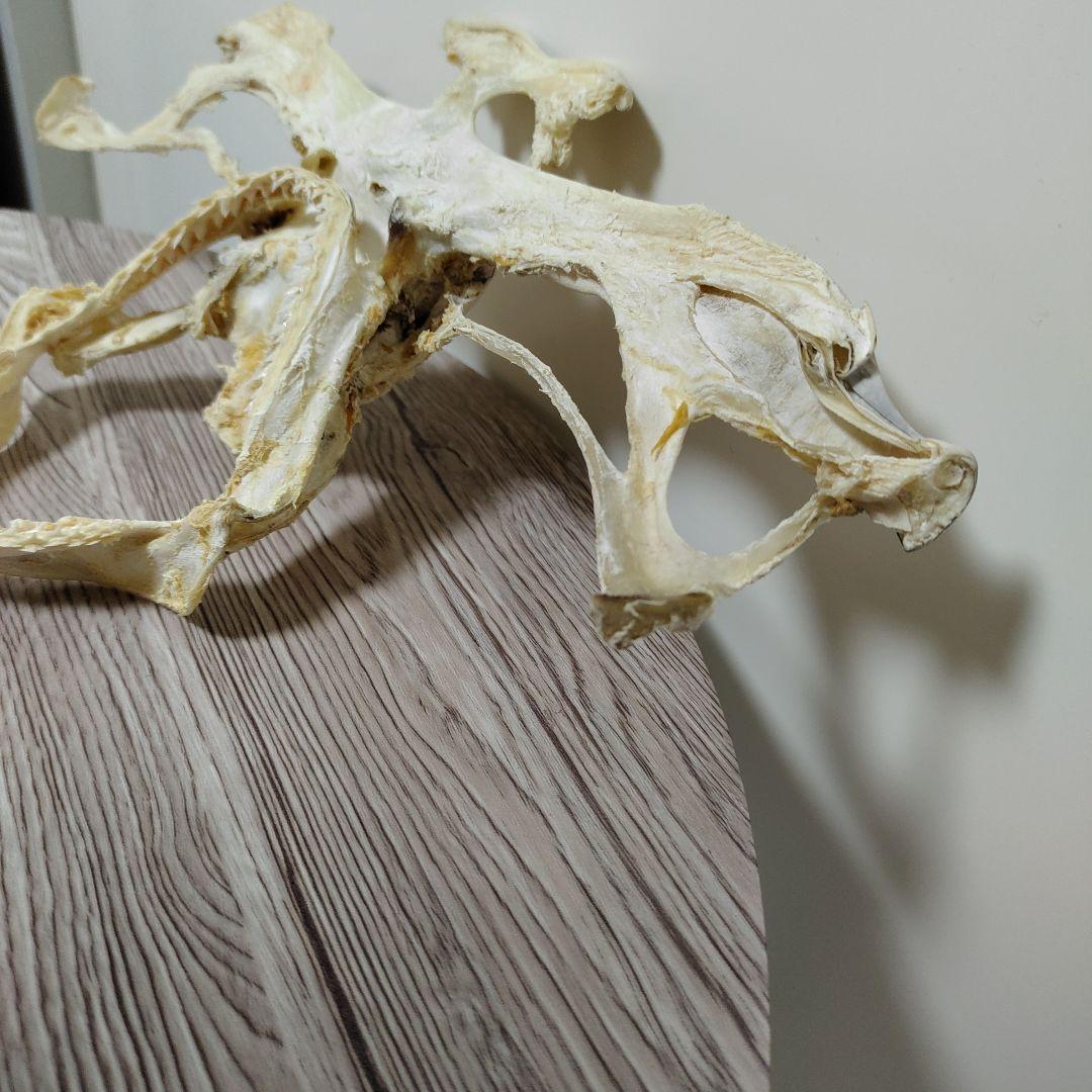 シュモクザメ　アゴ　標本