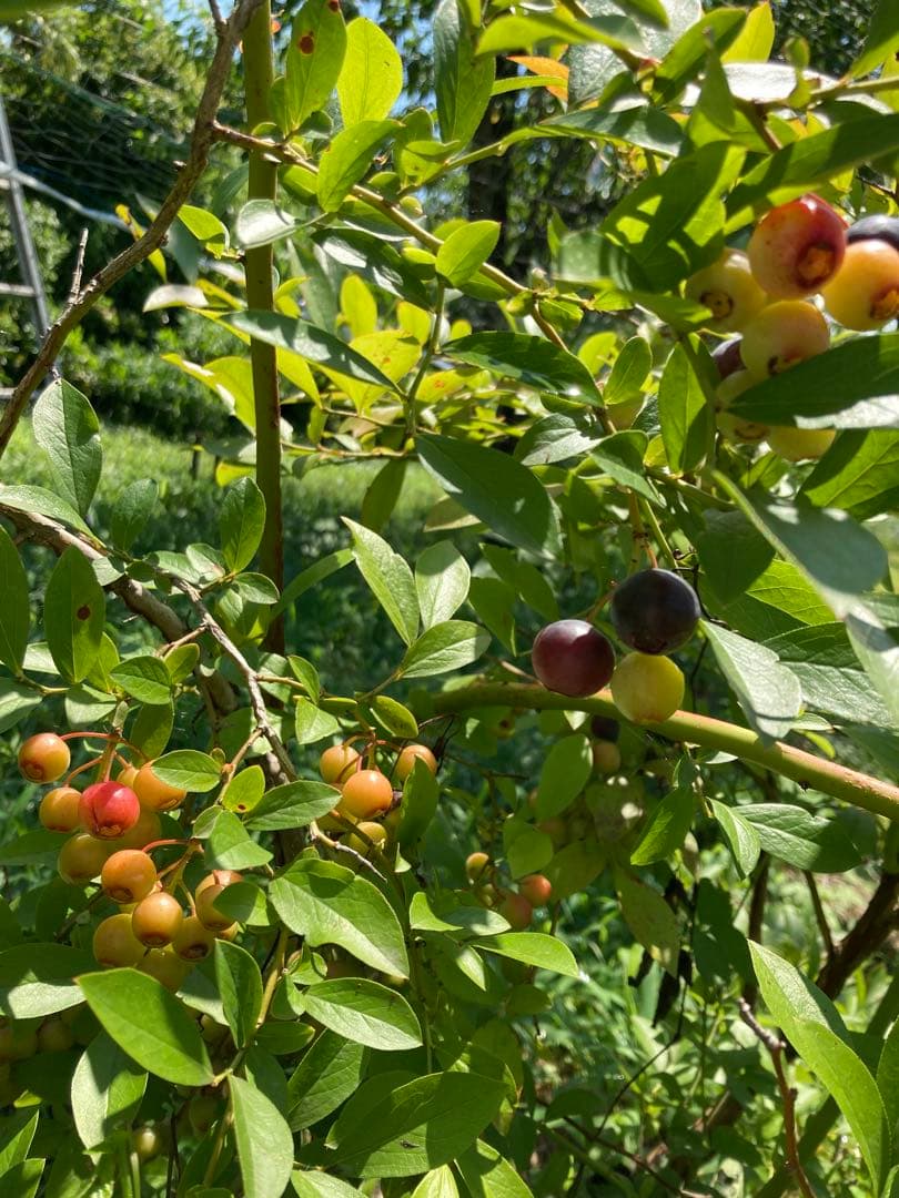 冷凍ブルーベリー　無農薬　約4.2キロ