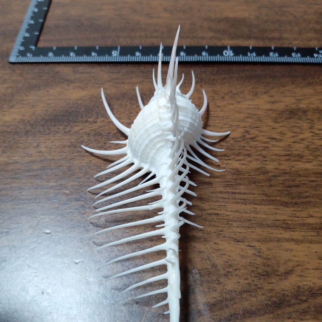 貝殻標本　ホネガイ