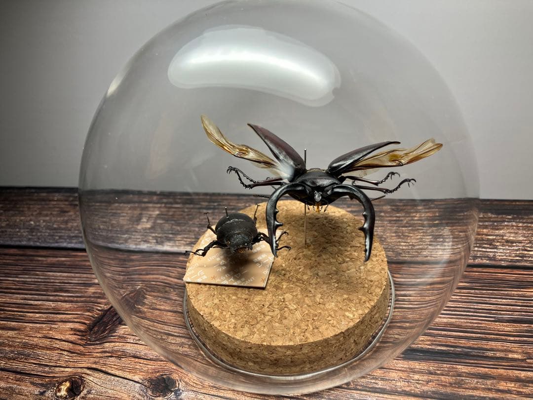 【Glass Beetle｜ノコギリクワガタ飛翔＆固定標本 ペアGB-009】