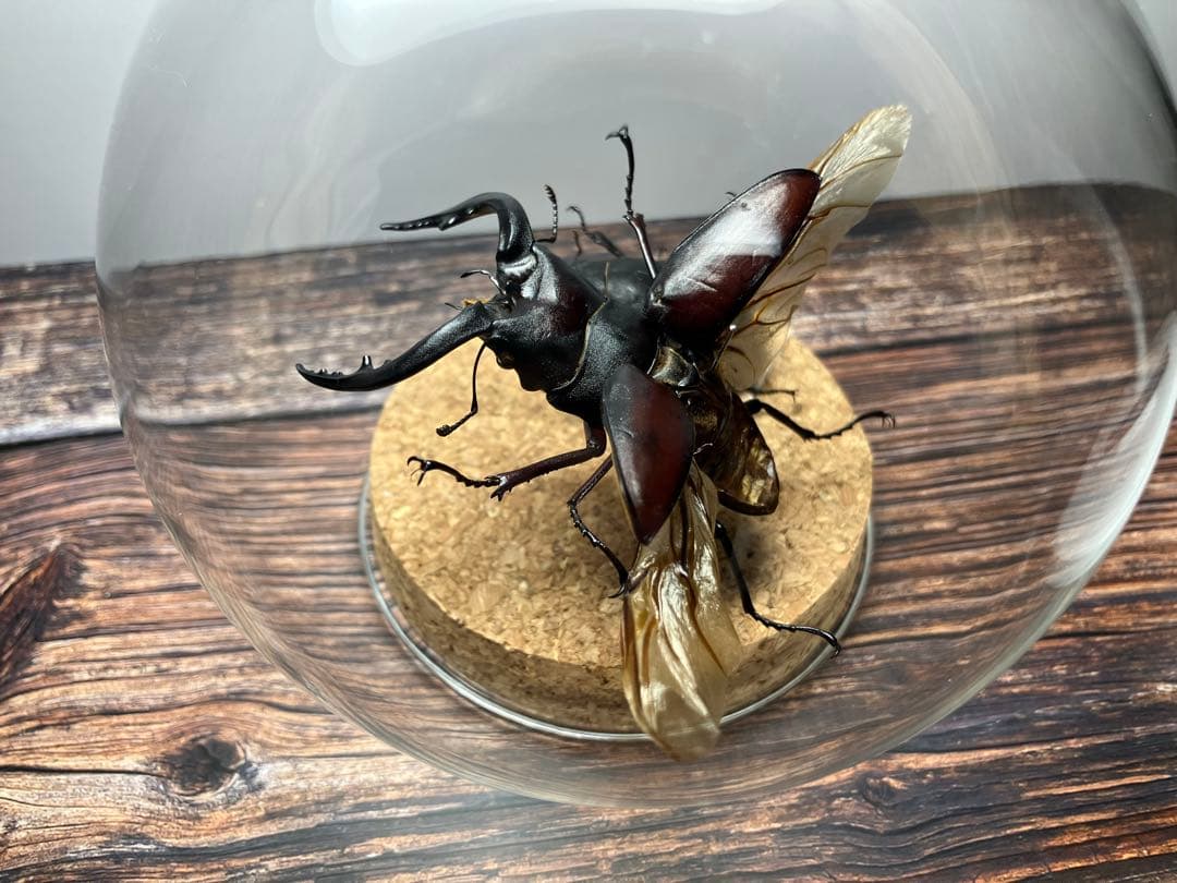 【Glass Beetle｜ノコギリクワガタ飛翔＆固定標本 ペアGB-009】