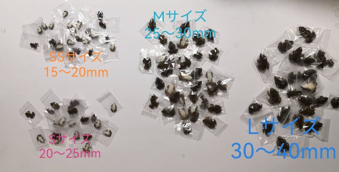 480匹【冷凍】SS 餌用カエル ヌマガエル 蛇の餌 アフリカツメガエルの代用