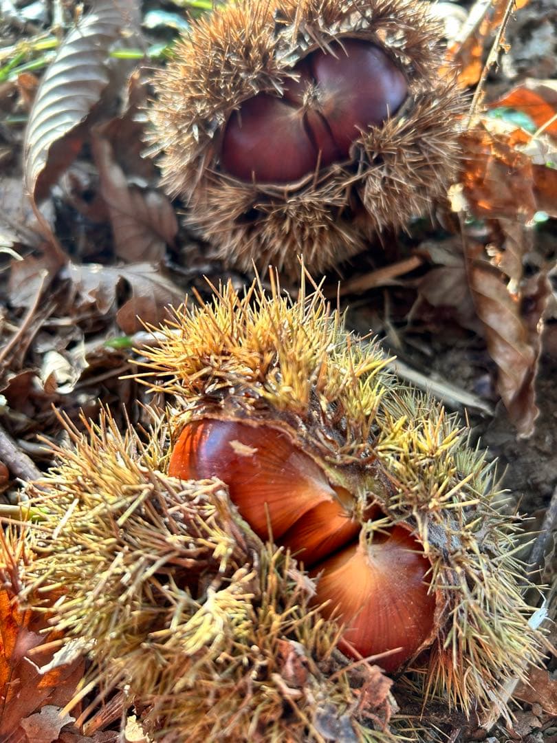 熊本県産　栗　生栗　まゆみ農園　注文画面