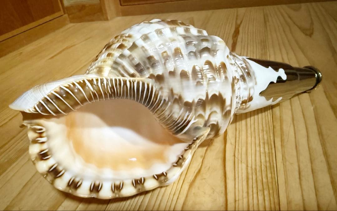 希少セイヨウ法螺貝　山伏　密教　魔除け熊よけホラガイ　ほら貝