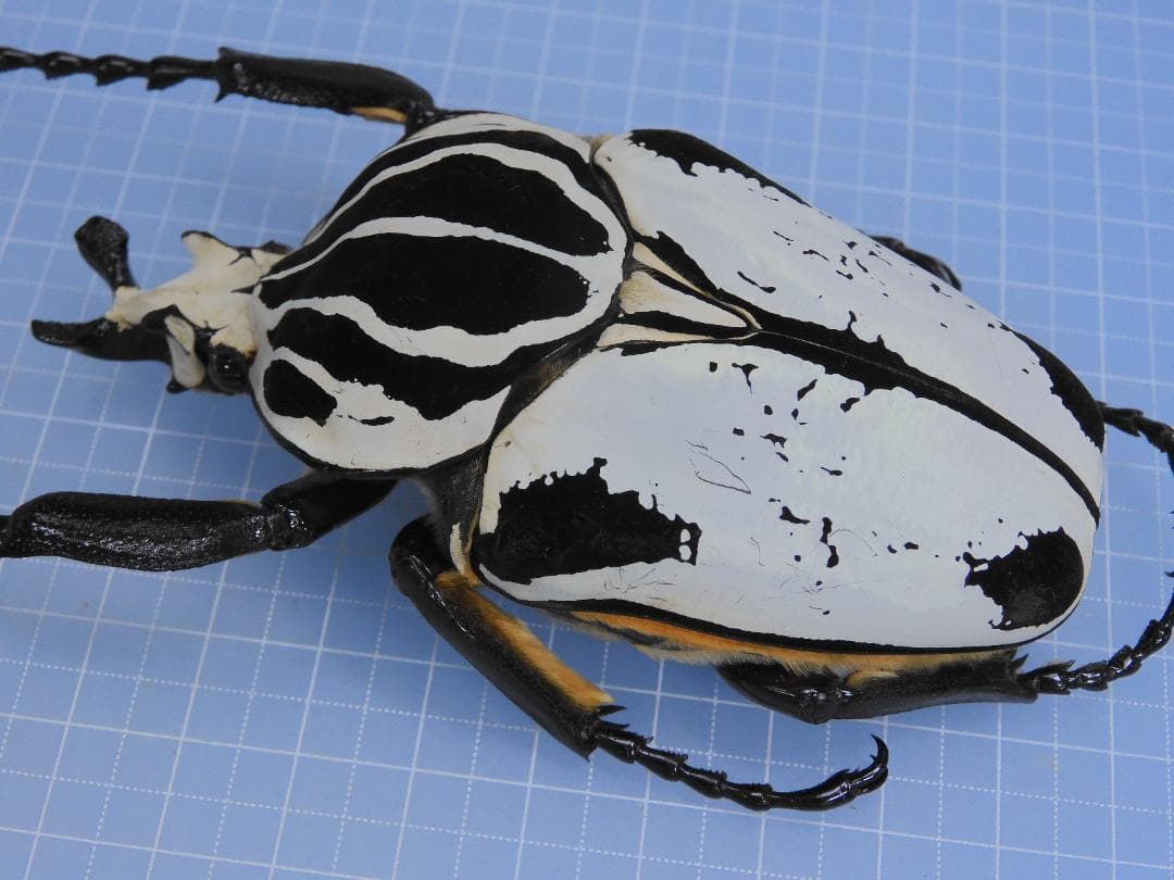 標本 Goliathus giliatus 97mm