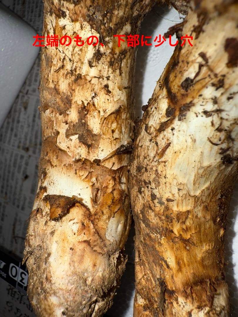 【10月15日朝採れ】広島県産松茸　262グラム