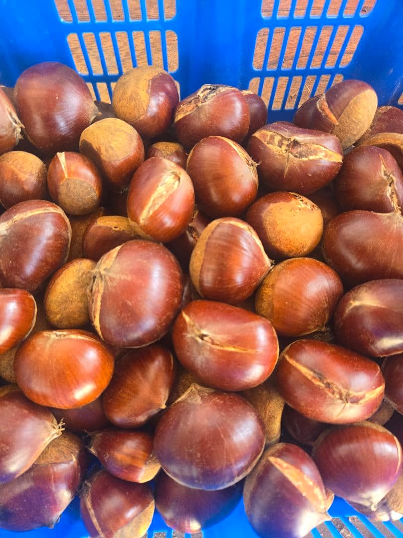 早い者勝ち！！ラスト！　小布施栗　割れ栗　3L以上～ミックス大玉　６キロ