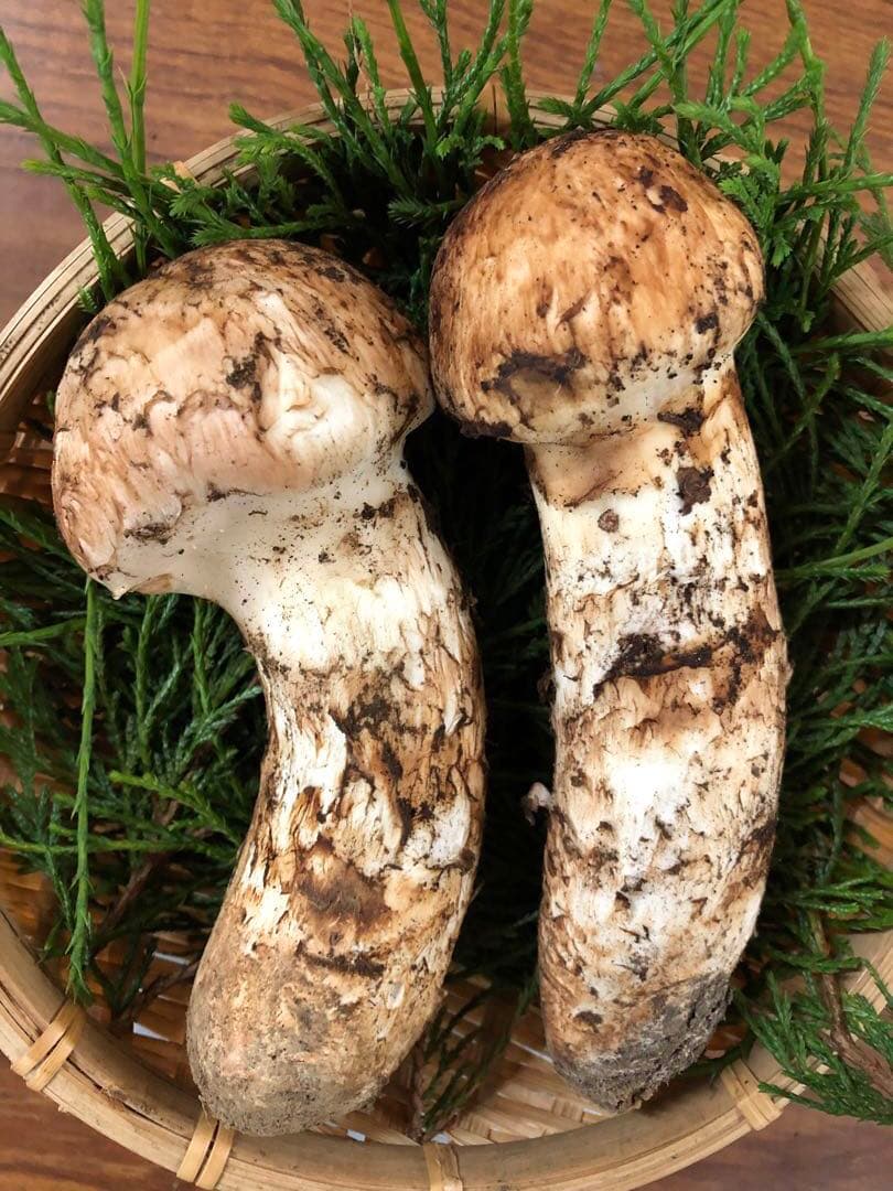 岩手県産　極上天然松茸（465g）今期最後！