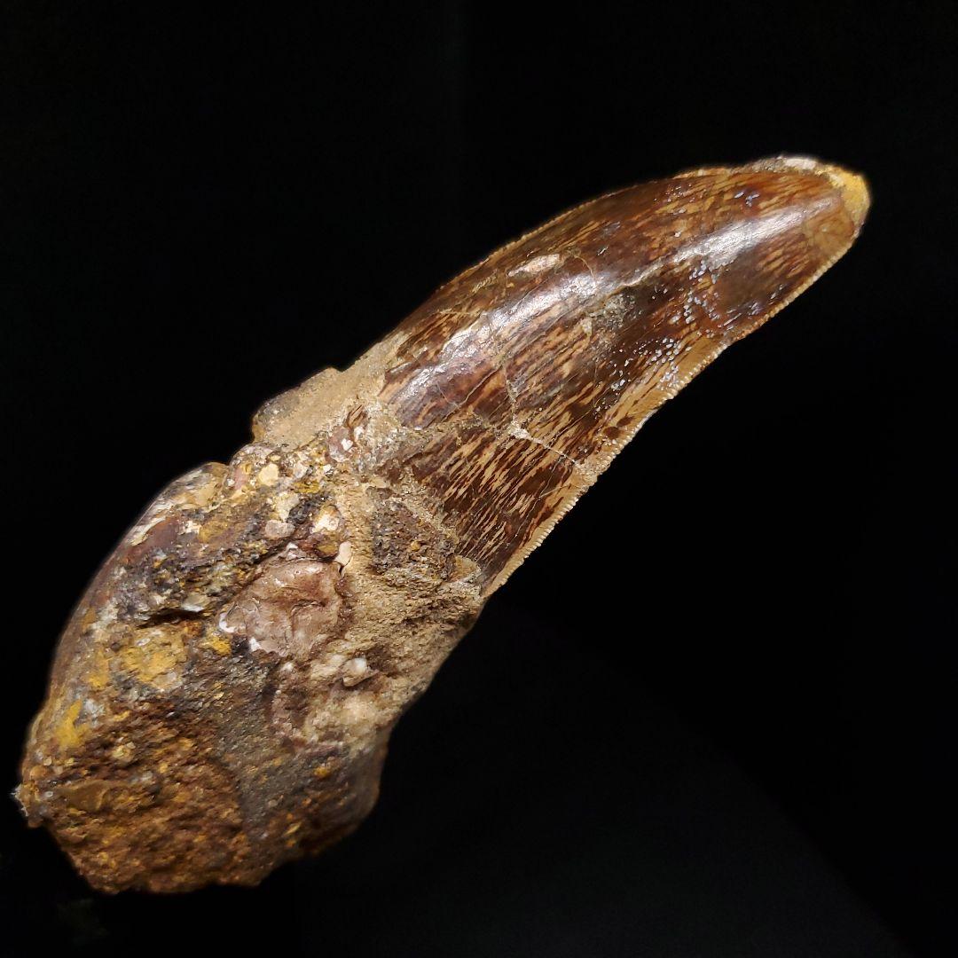 貴重 アフロベナトル 歯 化石 本物 ニジェール産 96.66mm fr93