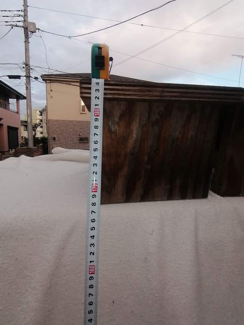 P特大04 ポポー大苗木1本 ポポー ぽぽー 苗 幻の果実