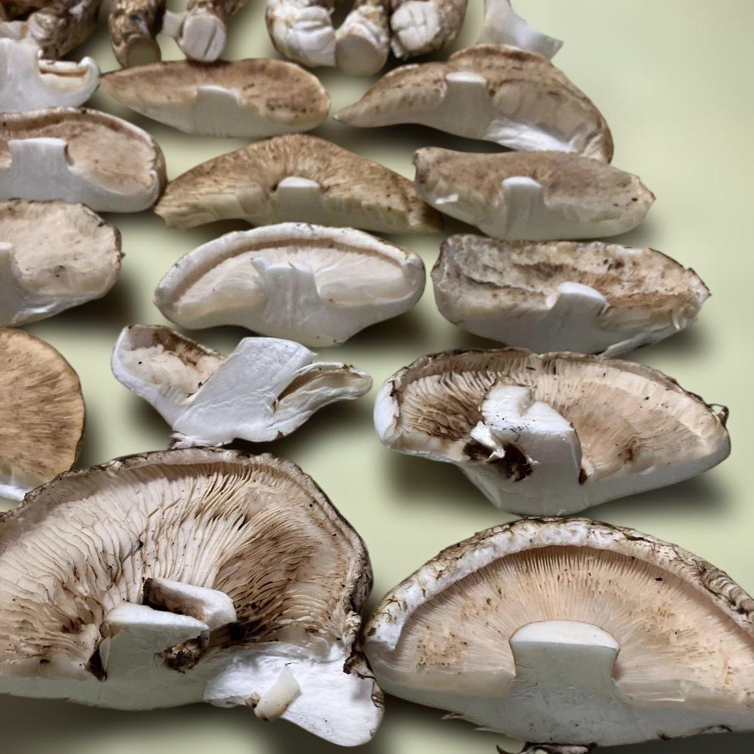 岩手県産松茸　訳あり　892g