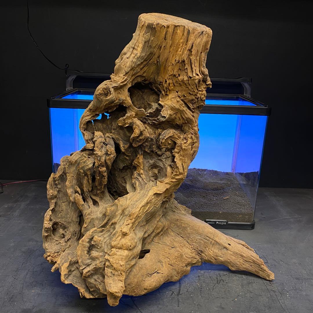 MRW-6266 特大天然流木　自立流木　1点物　枝流木　アクアリウム 爬虫類