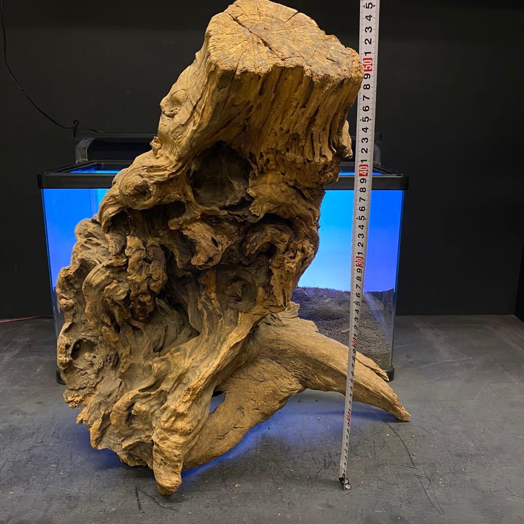 MRW-6266 特大天然流木　自立流木　1点物　枝流木　アクアリウム 爬虫類